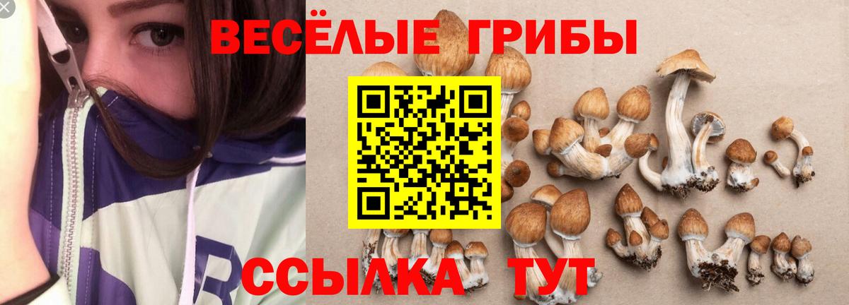 Псилоцибиновые грибы Psilocybine cubensis  Людиново 